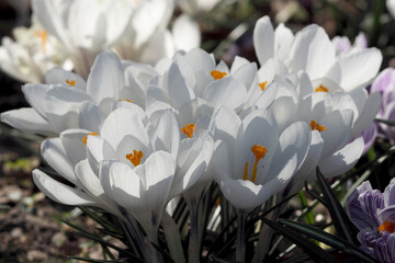 flowers of white crocuses nearby. spring