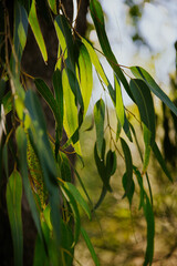 Shallow focus of Eucalyptus radiata plants with blurred blue sky in in the backgriund © Turgemaster/Wirestock Creators
