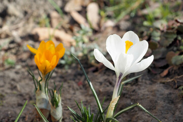 a white crocus flower grows next to a yellow crocus. side view. Spring
