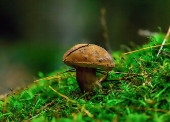 Closeup of Tylopilus felleus, commonly known as the bitter bolete or the bitter tylopilus.
