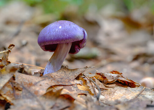Closeup of Cortinarius violaceus, commonly known as the violet webcap or violet cort.