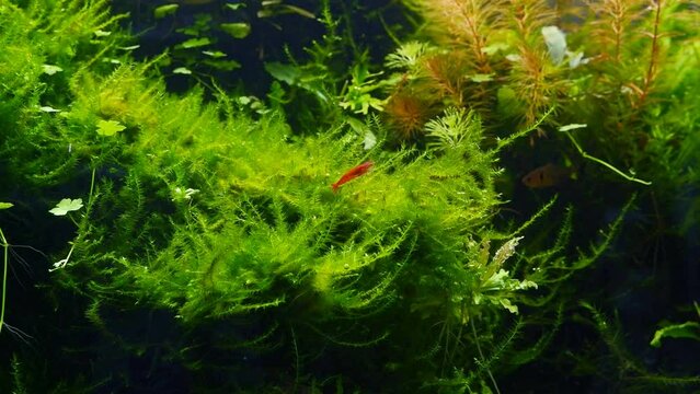 red cherry Neocaridina shrimp natural behaviour and clean twigs of java fern, serpae tetra, detail of planted dutch style freshwater aquarium, healthy plants grow in ryoboku aquascape, dark background