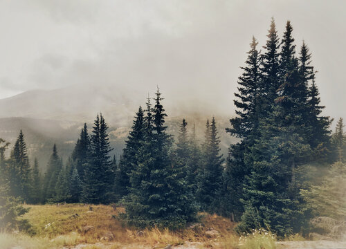 Photo of  forest against fogy mountais