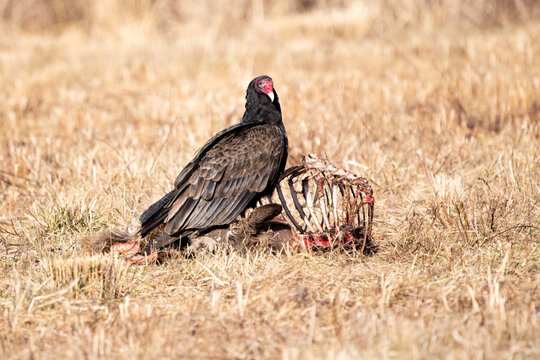 Selective focus shot of a Turkey Vulture on top of a carrion