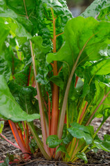 Obraz premium Bright and colorful stalks of swiss chard in the vegetable garden.