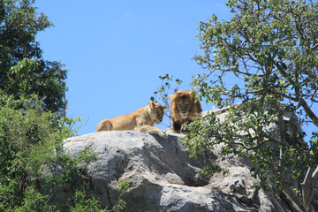 Beautiful low angle shot of a lion couple lying on a hot cliff and enjoying the sun