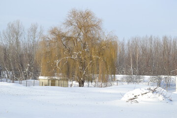 Forest in winter, covered with snow.