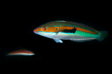 Closeup shot of a Mediterranean rainbow wrasse on a black background