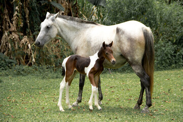 Obraz na płótnie Canvas newborn foal and mother pictures