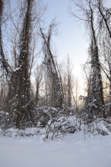 Obraz premium Forest in winter, covered with snow.