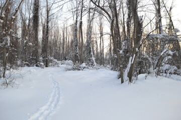 Forest in winter, covered with snow.