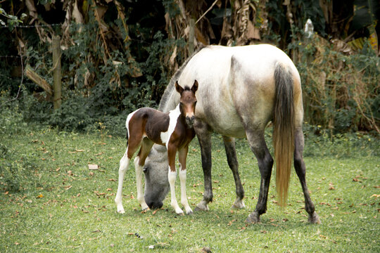 newborn foal and mother pictures