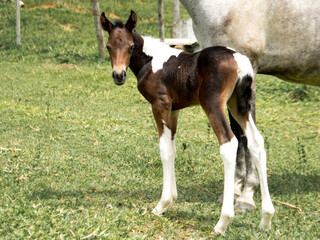 Naklejka na ściany i meble newborn foal and mother pictures