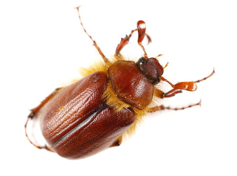 Cockchafer, Maybug, Maybeetle or doodlebug isolated on white
