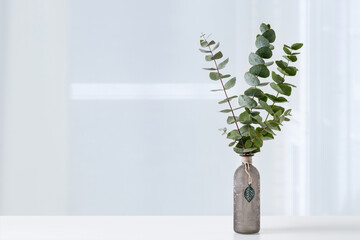 Natural eucalyptus plant twigs in vintage grey glass bottle on white table