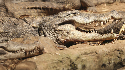 Closeup shot of a mugger crocodile on the blurry background