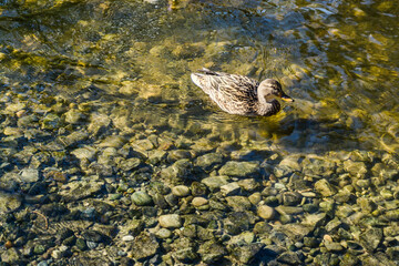 Duck In Shallow Creek 2