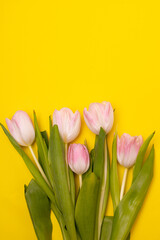 Tulips and a frame on a yellow background . Tulips of kopi space. Yellow background. Mockup . Space for text. A greeting card. Tulips on a yellow background. Spring flowers.