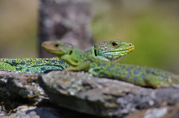 Couple of ocellated lizards (Timon lepidus) standing on a rock. Male and female reptiles mating. Beautiful and colorful green and blue lizards from Spain in natural mediterranean environment.