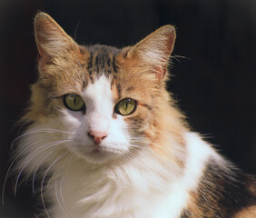 Gata adulta ojos verdes colores blanco café negro