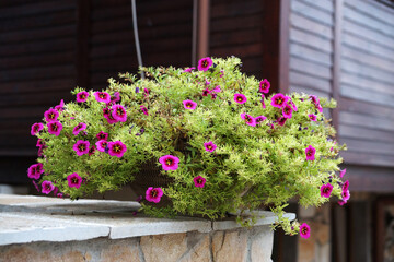 Fototapeta na wymiar fuchsia pink petunia in a pot outdoors