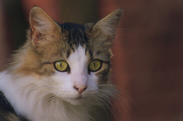Gata adulta ojos verdes colores blanco caf&eacute; negro