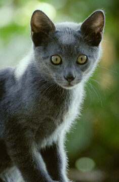 Gato gatito pequeño joven negro gris al aire libre