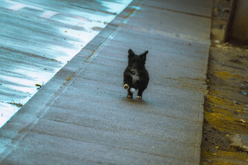 perro cachorro negro corriendo en la acera en d&iacute;a de lluvia