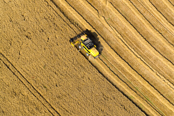 moisson de blé avec une moissonneuse