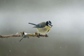 Blaumeise © Manfred Stöber