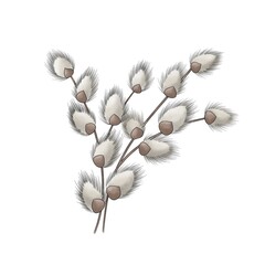 easter branch of fluffy willow isolated on white background