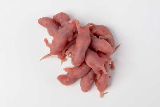 A pile of newborn, pink mice just a few hours old