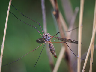 Crane fly is a common name referring to any member of the insect family Tipulidae.