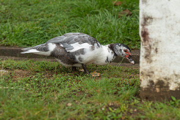 White with gray domestic Muscovy duck walking on a green grass