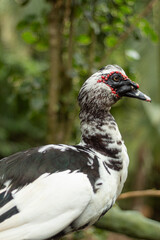 A large black and white domestic muscovy duck with lots of trees in the background