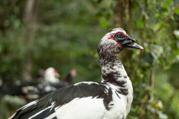Fototapeta premium Close up of a large black and white domestic muscovy duck with lots of vegetation in the background