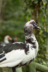 Black with white domestic mallard duck standing on a fence with lots of trees in the background