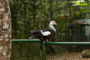 Beautiful domestic duck standing on a fence with lots of greenery around
