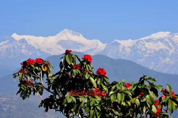 Photo sur Plexiglas Annapurna Rhododendron arboreum and mountain Annapurna