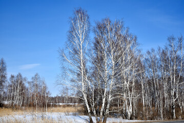 Winter forest with reeds and sky
