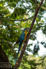 Obraz premium A beautiful blue and yellow macaw perched on a branch with several trees in the background