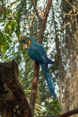 Beautiful cyan and yellow macaw perched on the branches of a tree