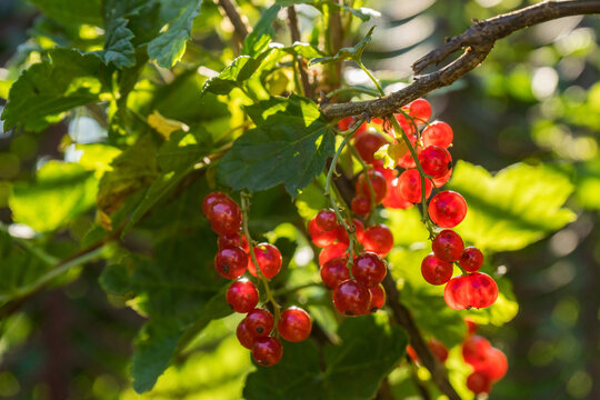 Currant berries lit by the sun on a bush