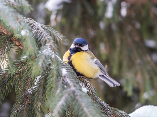 Cute bird Great tit, songbird sitting on the fir branch with snow in winter