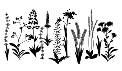 Big set of meadow herbs.Silhouettes of plants in black color isolated on white.Background with botanical design elements.Hand drawn vector graphic illustration for printing on fabrics and paper,cards.