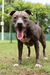 Pit bull dog playing in the park. Grassy area for dogs with exercise toys