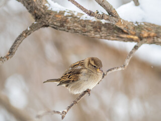 Sparrow sits on a branch without leaves.