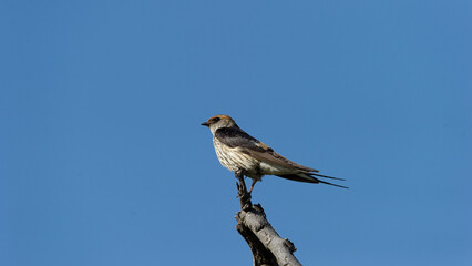Greater Striped Swallow (Hirundo cucullata) Pilanesberg Nature Reserve, South Africa