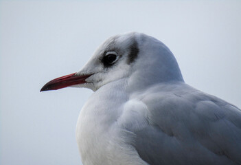 seagull on a rock