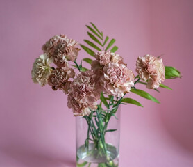 Beautiful pink carnation flowers on pink background